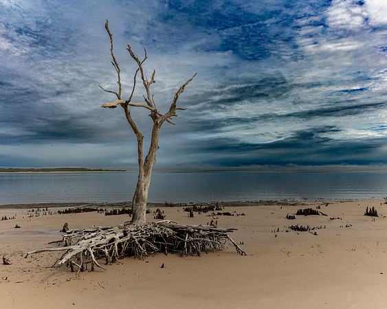 Driftwood Beach Image by Glenn Woodell