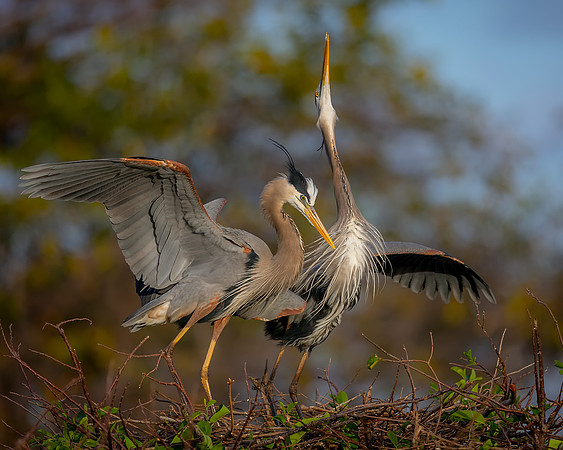 Great Blue Heron- Image by Glenn Woodell