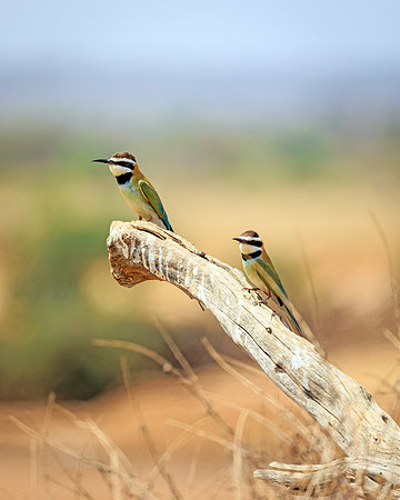 Samburu Bee Eaters 1 - Image by Wendy Podmenik Woodell