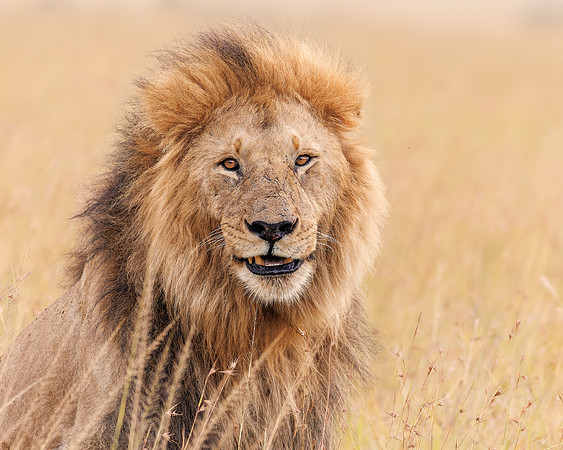 Maasai Mara Lion 12 - Image by Wendy Podmenik Woodell