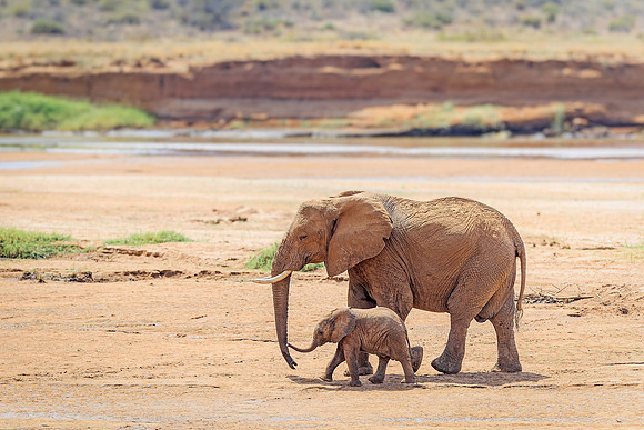 Samburu Elephant 22 - Image by Wendy Podmenik Woodell