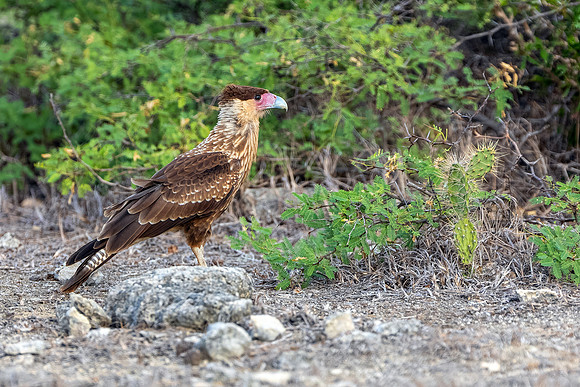 Cara Cara- R62_9417 Image by Glenn Woodell