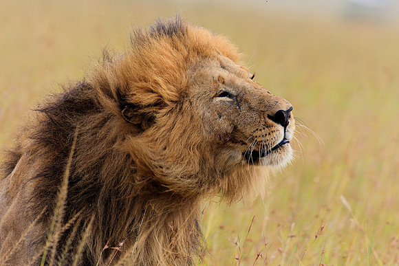 Maasai Mara Lion 11 - Image by Wendy Podmenik Woodell