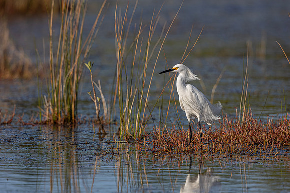 Snowy Egret- Image by Glenn Woodell
