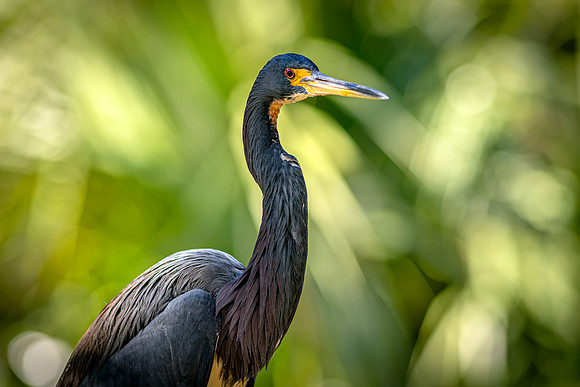 Little Blue Heron- 1DX26724 Image by Glenn Woodell