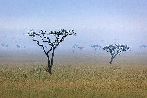 Maasai Mara Trees 2 - Image by Wendy Podmenik Woodell