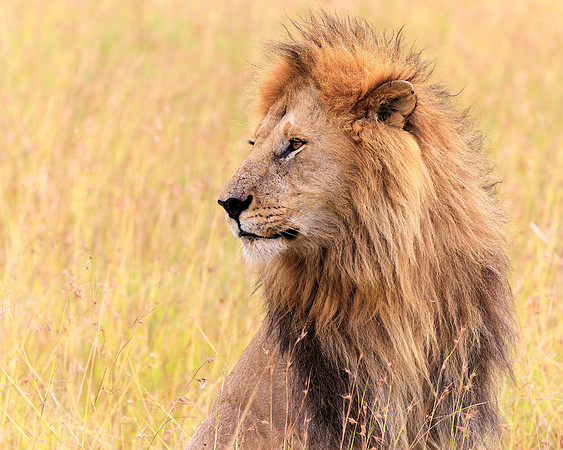 Maasai Mara Lion 4 - Image by Wendy Podmenik Woodell