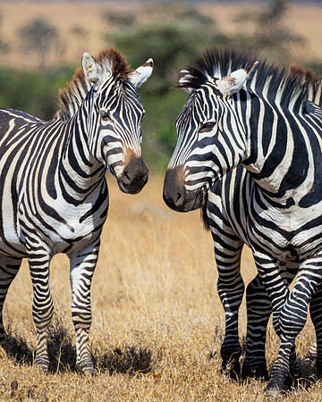 Maasai Mara Zebra 4 - Image by Wendy Podmenik Woodell