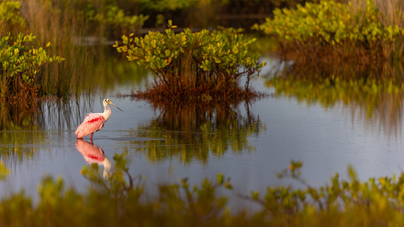 Roseate Spoonbill- Image by Glenn Woodell